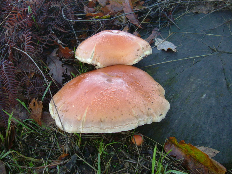 Strophariaceae su ceppaia